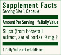 Close-up of horsetail plant showing silica source