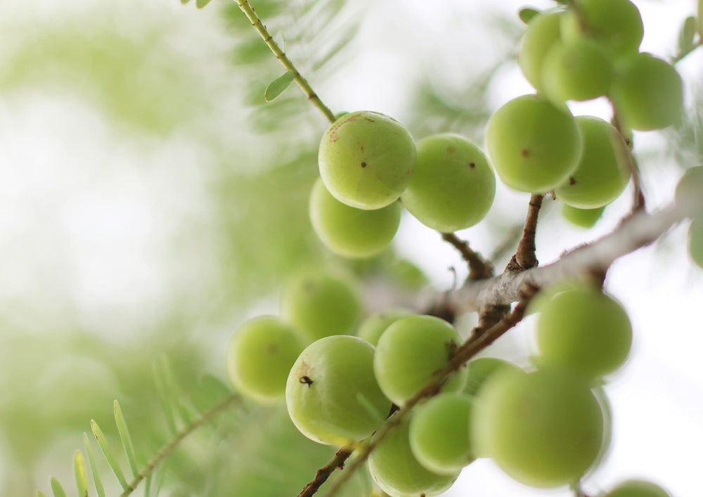 Kosher-certified Organic Amla Berry Powder in background