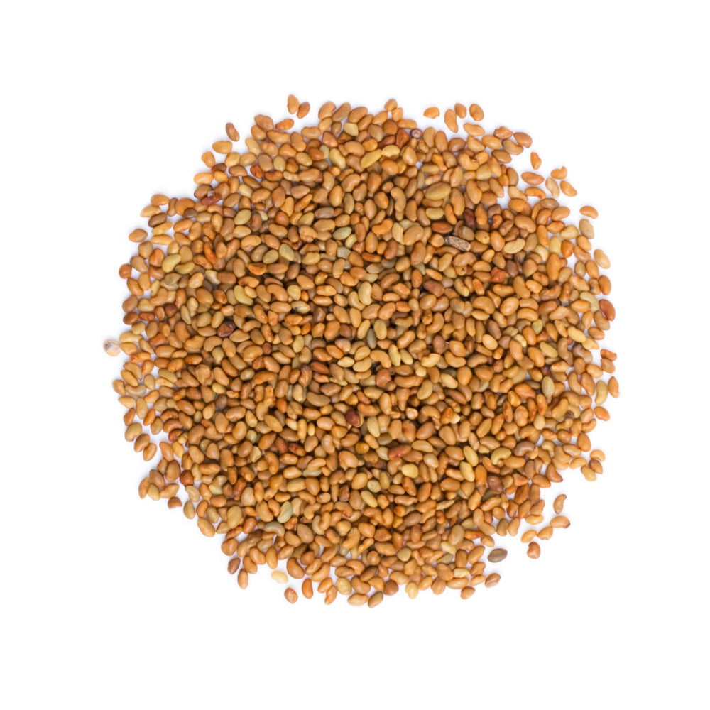 Close-up of fresh alfalfa sprouts