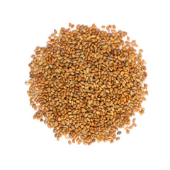 Close-up of fresh alfalfa sprouts