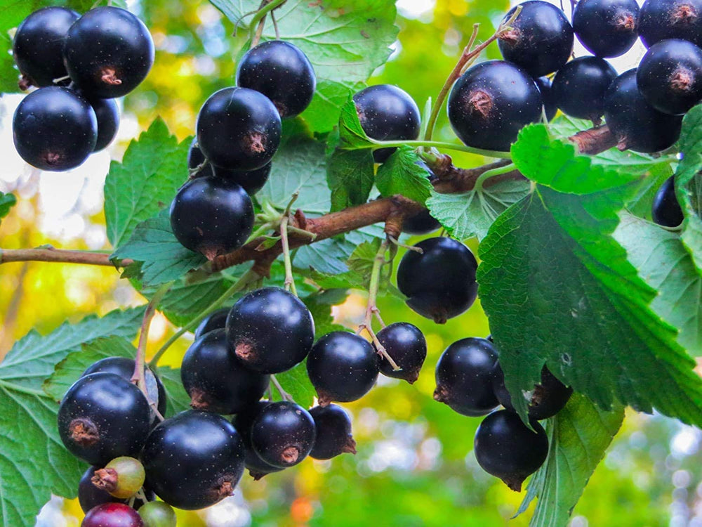 Serving ideas for Food to Live Organic Black Currant Juice Powder