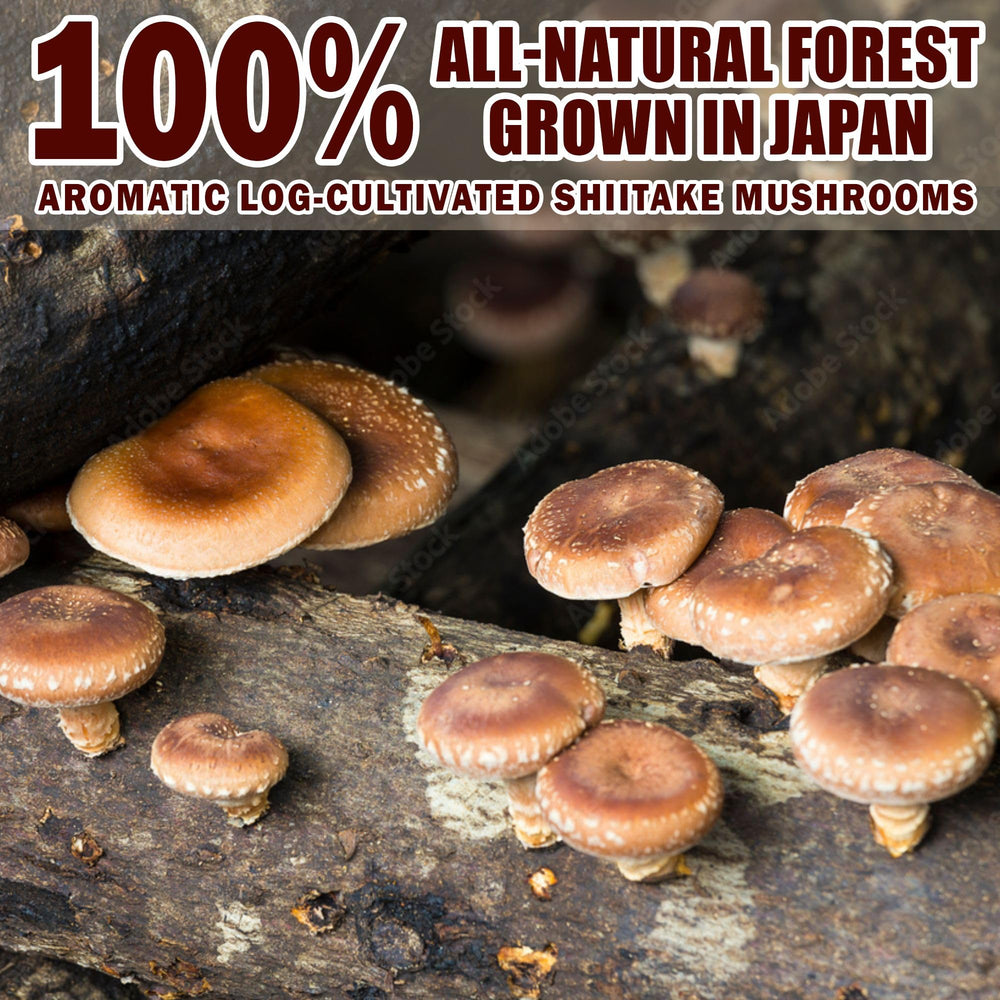 Forest-grown shiitake mushrooms used for powder