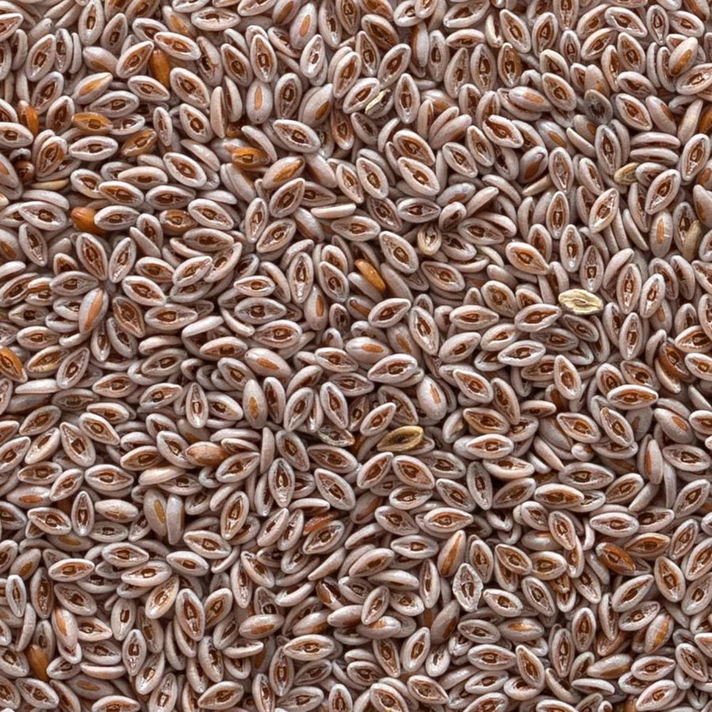 Close-up view of psyllium seeds from Frontier Co-op Organic Whole Psyllium Seed 1lb