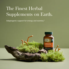 Close-up of Cordyceps militaris mushroom extract