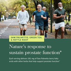 Nettle root herb illustration for Prostate Health
