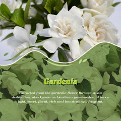 Close-up of Gardenia aroma notes and creamy floral profile