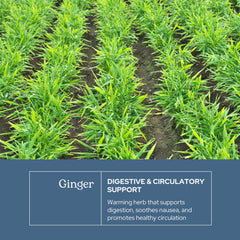 Ginger for digestive health benefits image