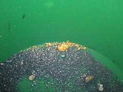 Pan view with paydirt and visible gold glimmer
