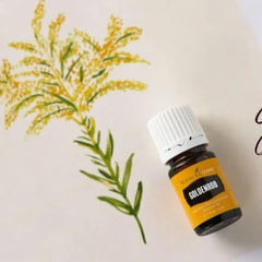 Goldenrod essential oil bottle label closeup highlighting purity and quality