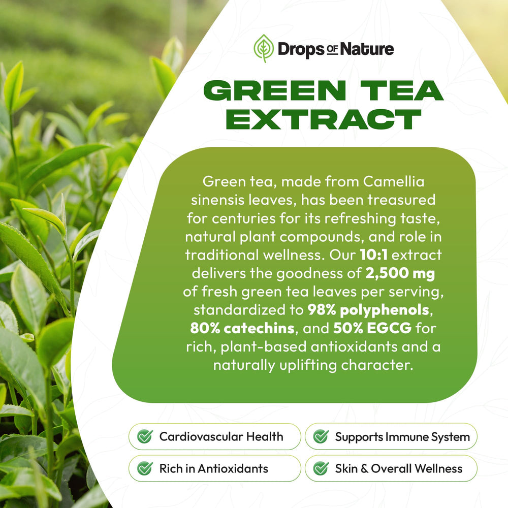 Infographic of antioxidant polyphenols in green tea extract
