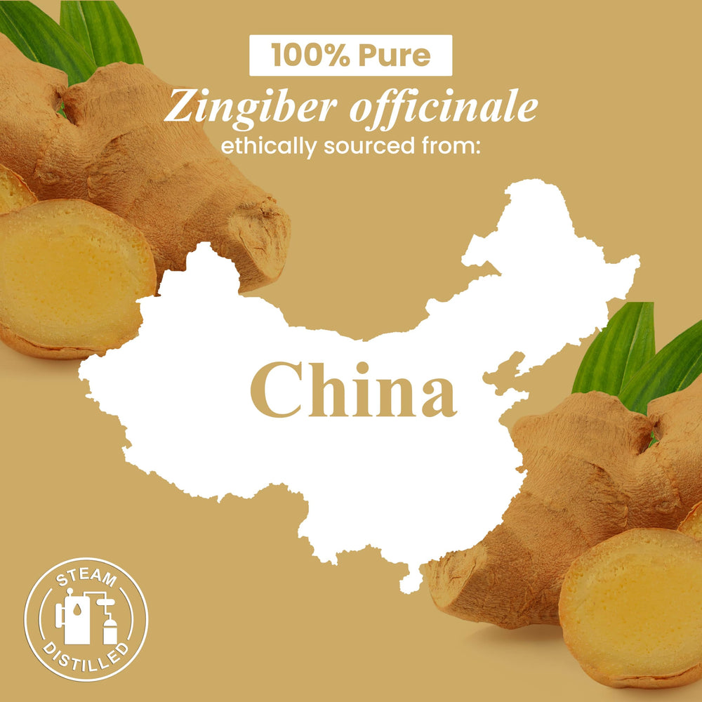 USA bottled ginger essential oil with quality guarantee