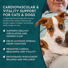 Hawthorn drops in glycerin base for aging pets