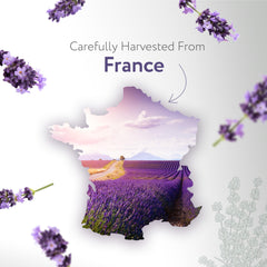 HBNO Organic Lavender Dutch Oil label close-up