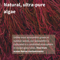 Astaxanthin sourced from microalgae illustration