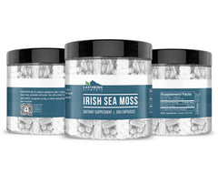 Illustration of Irish Sea Moss (Chondrus crispus)