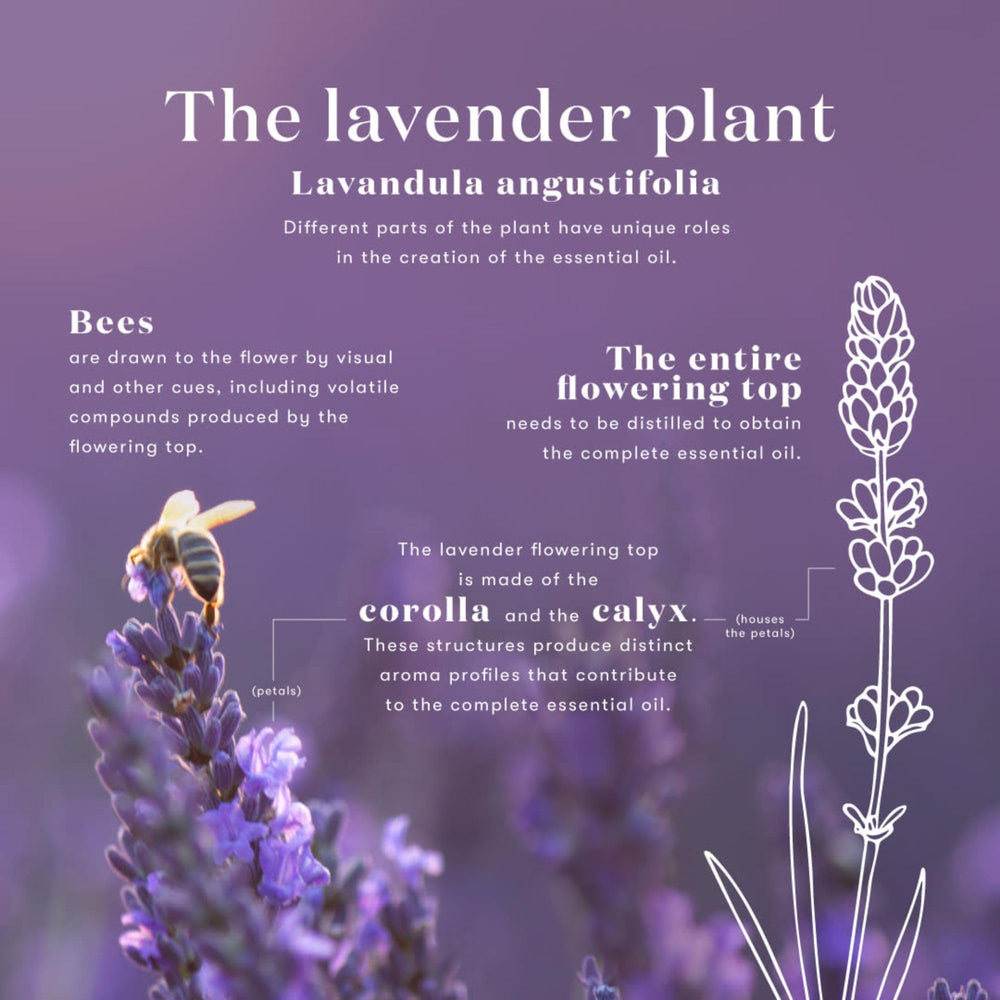 Packaging of Lavender Essential Oil 15 mL
