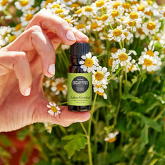 Close-up of Lemon Eucalyptus 30 ml bottle label