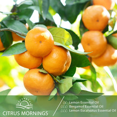 Humidifier releasing Lemon Eucalyptus fragrance