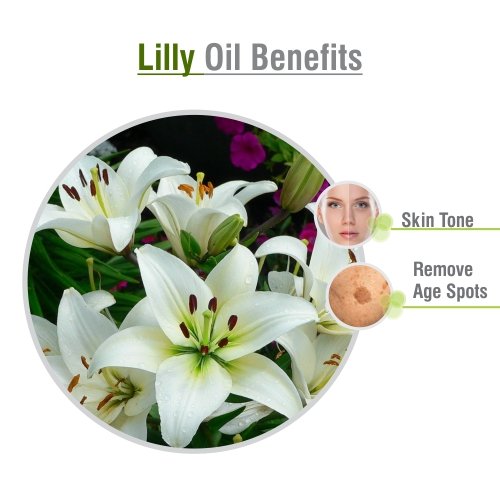 Botanical name label for Lilium Auratum