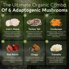Lion’s Mane mushroom - Longevity Botanicals Super Six Organic Mushroom Blend 100g