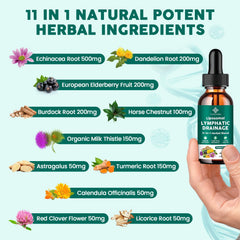 Echinacea and Elderberry illustrating immune support