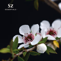 Manuka essential oil for massage and relaxation