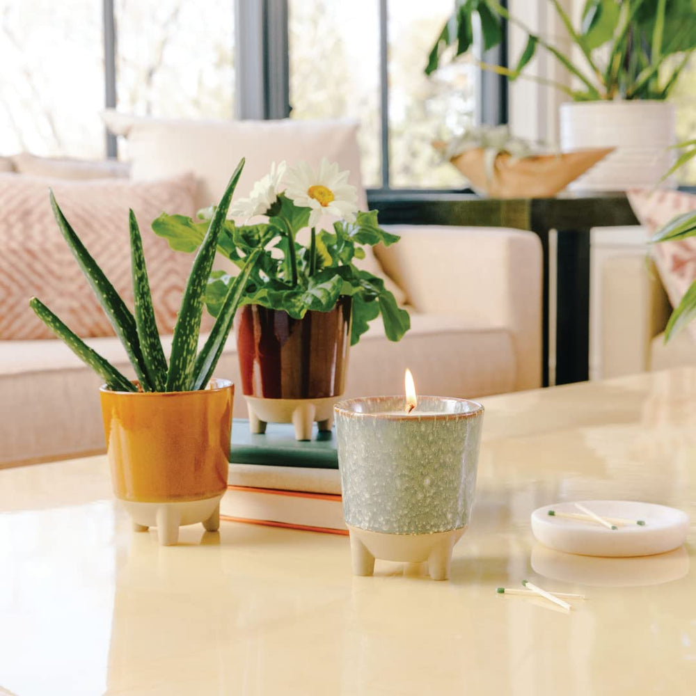 Modern Sprout Glow and Grow decorative candle that transitions to live aloe planter