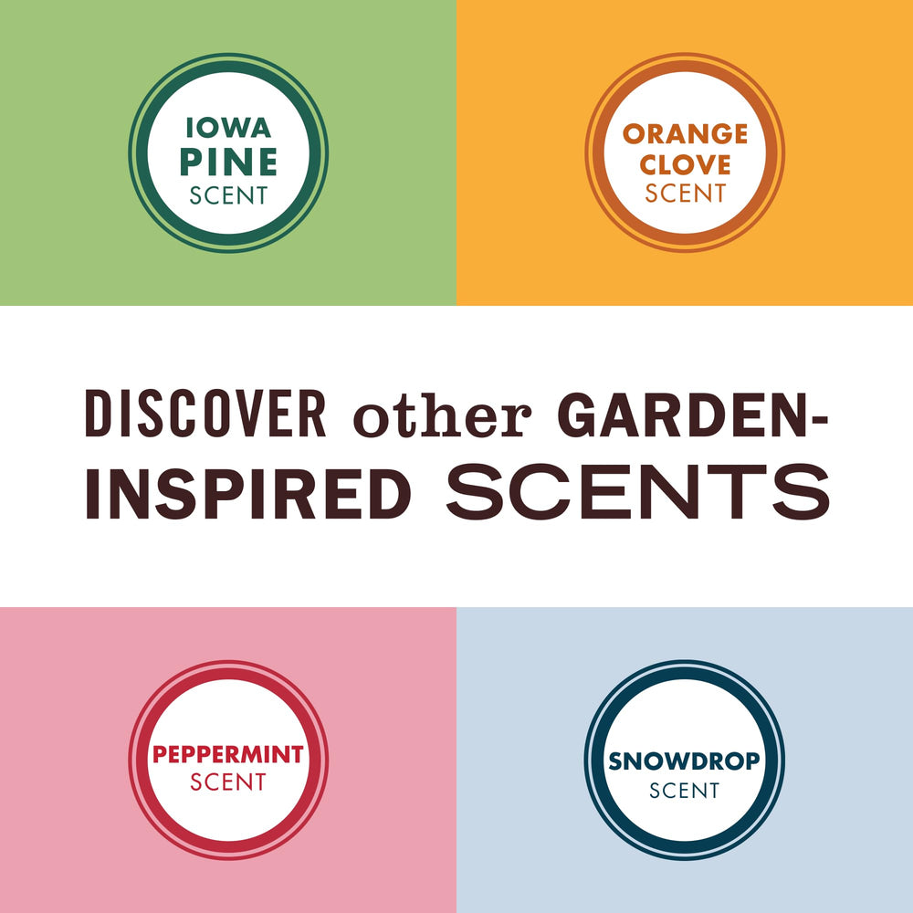 Poinsettia accent with warm wood notes in Snowdrop scent