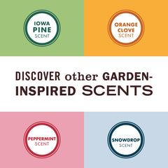 Poinsettia accent with warm wood notes in Snowdrop scent