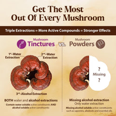 Reishi mushroom tincture supporting immunity and vitality
