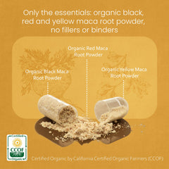 Gelatinized Peruvian Maca capsules in bottle