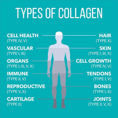 Graphic showing six types of collagen (I, II, III, IV, V & X)