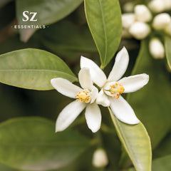 Neroli oil being used in a diffuser for aromatherapy