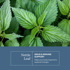 Eclectic Institute nettle leaf bottle on white background
