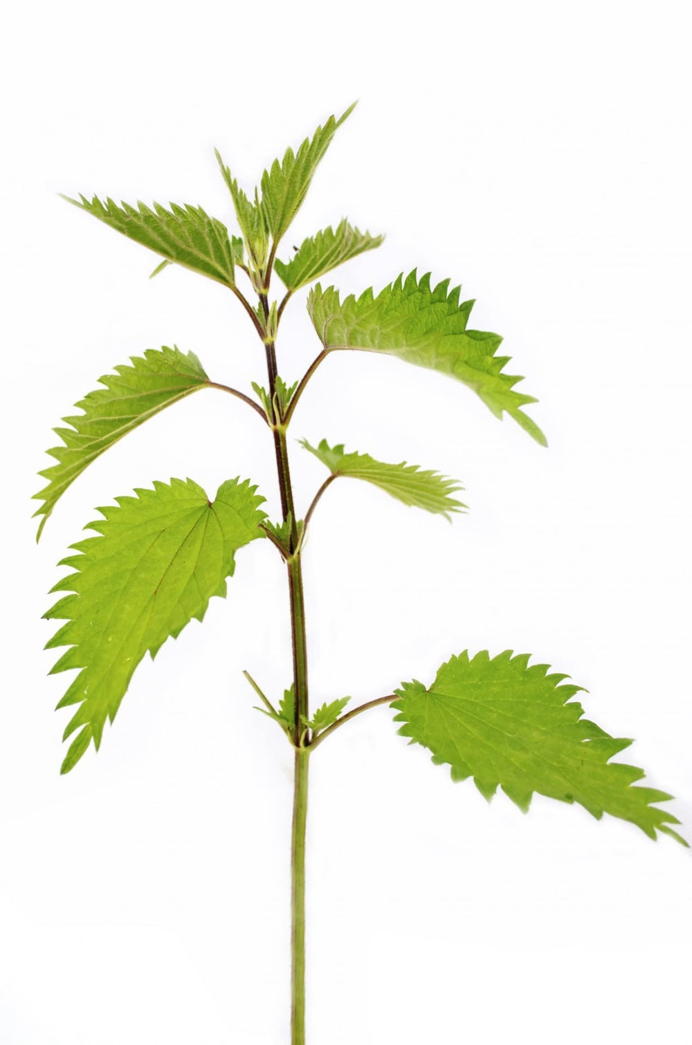 German packaging – resealable aluminium doypack for nettle seeds