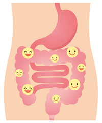 Probiotic for gut health and regularity