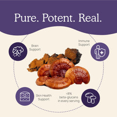 Close-up of organic mushroom capsules with no fillers
