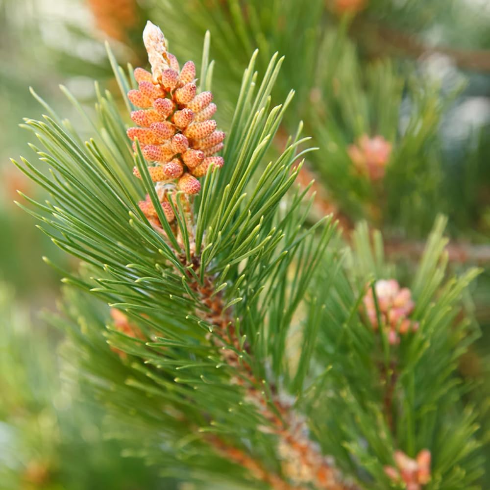 Diffuse Norway Pine essential oil in a diffuser displaying a warm woodsy aroma