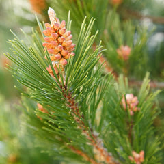 Diffuse Norway Pine essential oil in a diffuser displaying a warm woodsy aroma