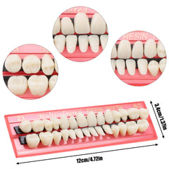 Teeth pieces laid out for easy selection