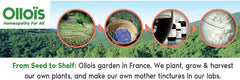 Seed-to-shelf production process for OLLOIS Thuja Occidentalis 30c