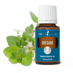 Oregano leaves and stems for essential oil