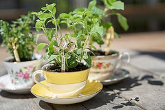 Purifying aroma of oregano essential oil