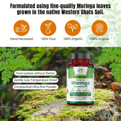 Single-origin Moringa leaves illustration