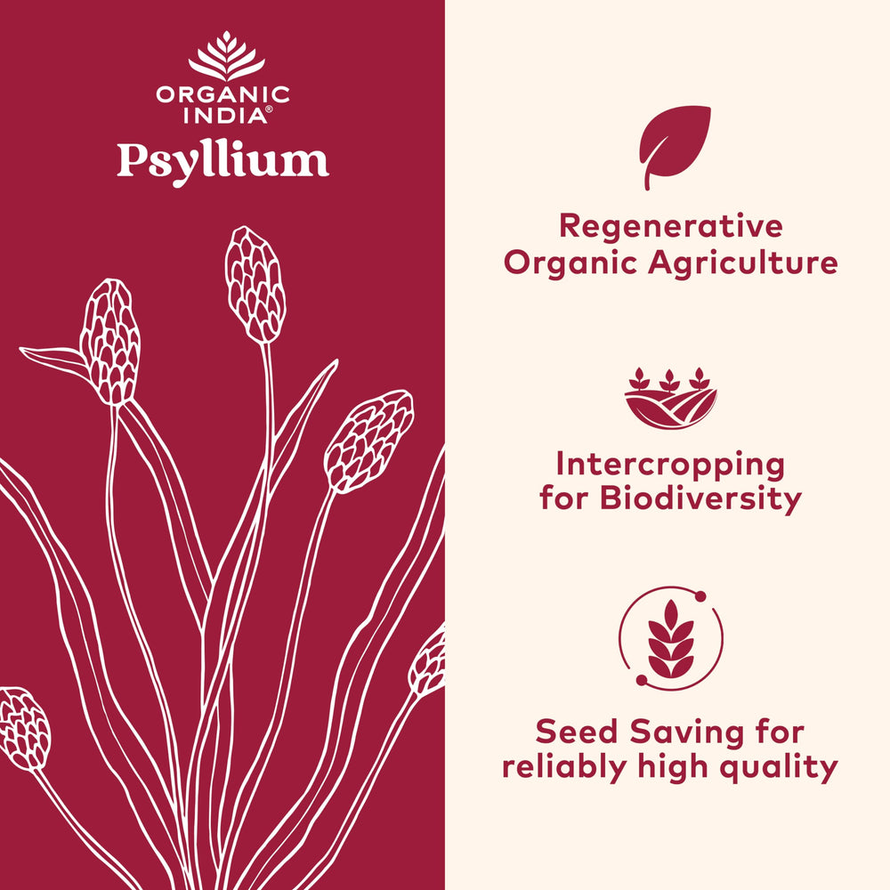 Psyllium husk powder in a scoop with 12 oz container
