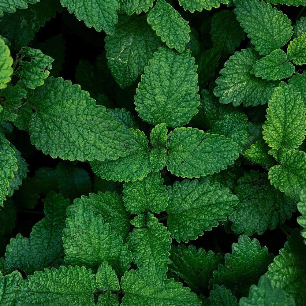 100% pure organic mint essential oil from Bulgaria