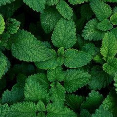100% pure organic mint essential oil from Bulgaria