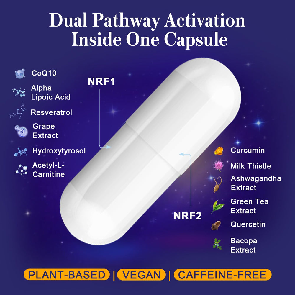 Illustration of reduced oxidative stress and healthy aging