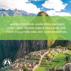 Sustainably sourced Peruvian maca from high altitudes