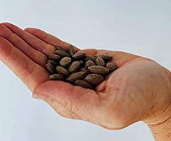 Herbal capsules of Peter's Choice Kidney Rejuvenator